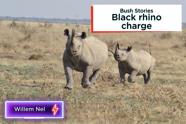 Rhulani bush stories: Black rhino charge