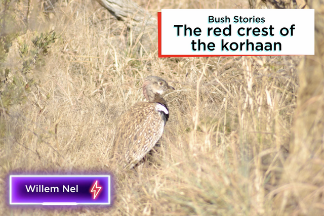 Rhulani bush stories: The red crest of the korhaan
