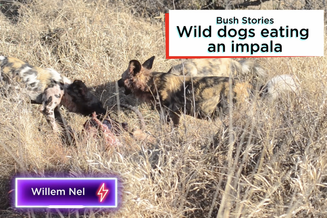 Rhulani bush stories: Wild dogs eating an impala