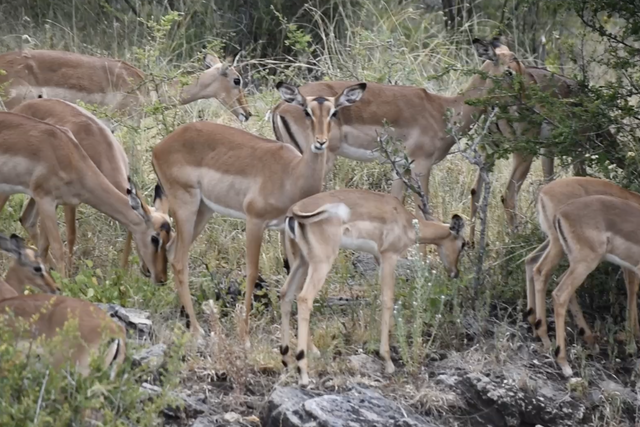 Rhulani Minute Safari - Impala nursery herd