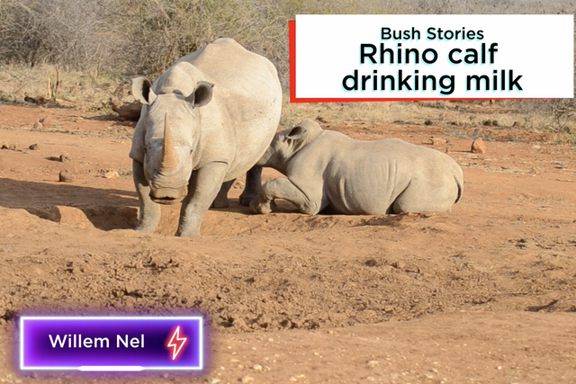 Rhulani bush stories: Rhino calf drinking milk