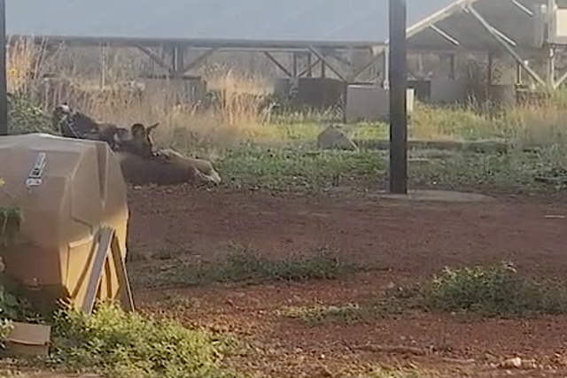 Wild dogs in the backyard – An unexpected afternoon at Rhulani