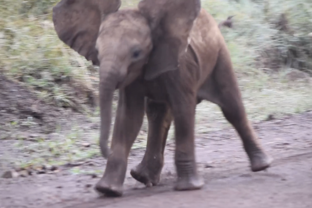 Rhulani Minute Safari - Little Elephant is stopped