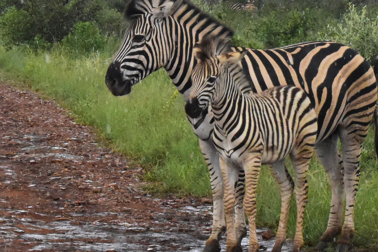 3 baby zebra and adult