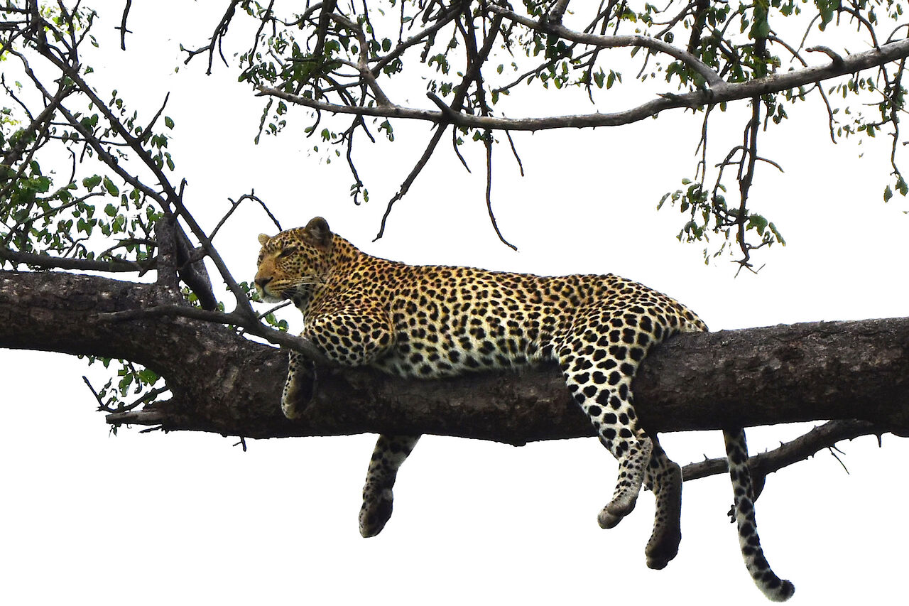 4 Tala hanging out on Marula Tree
