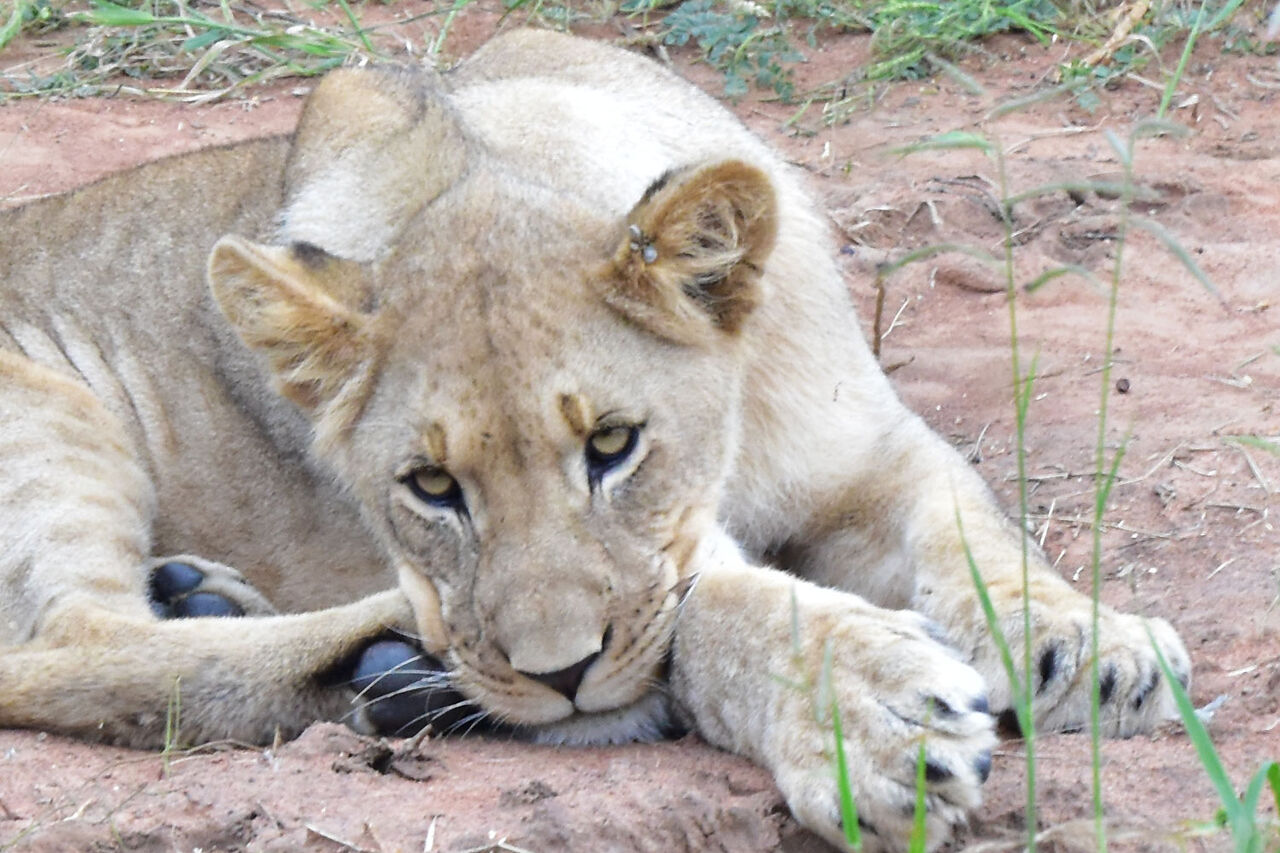 5 Lion Cub Matlapa Pride