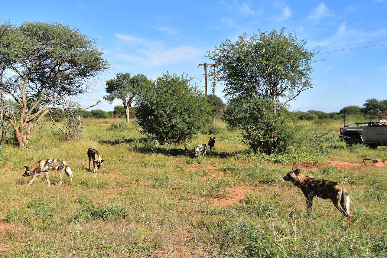 7 wild dogs