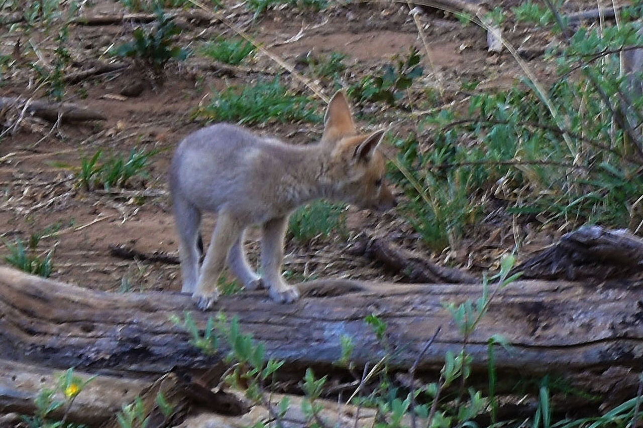Black backed jackal baby