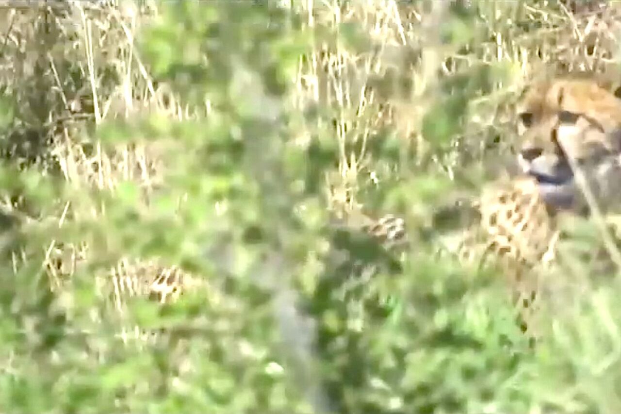 Cheetah free roaming