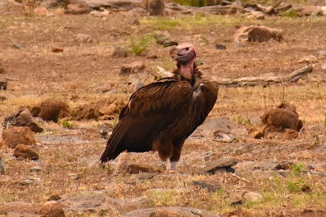 Rhulani Safari Lodge | “This vulture was massive … massive!”