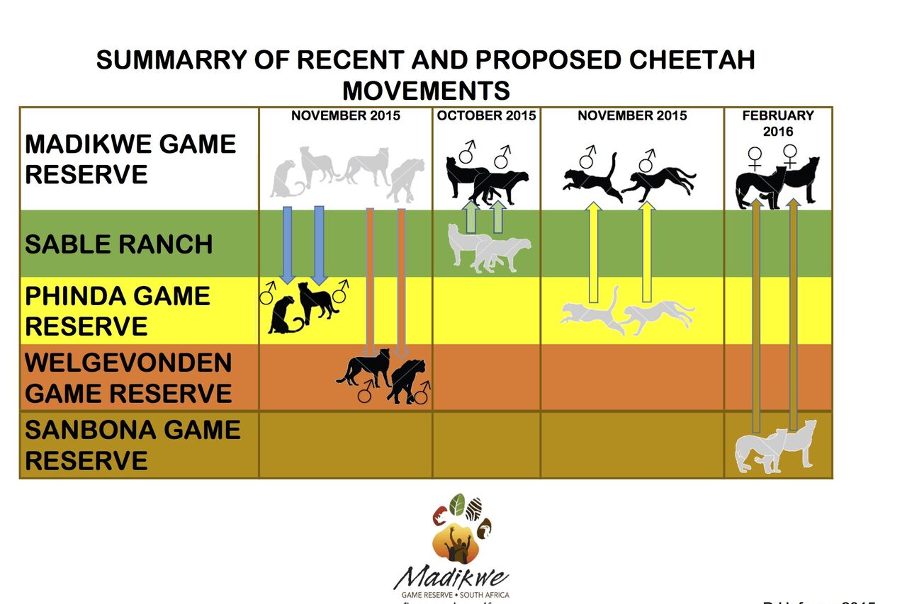MGR cheetah translocations 01122015
