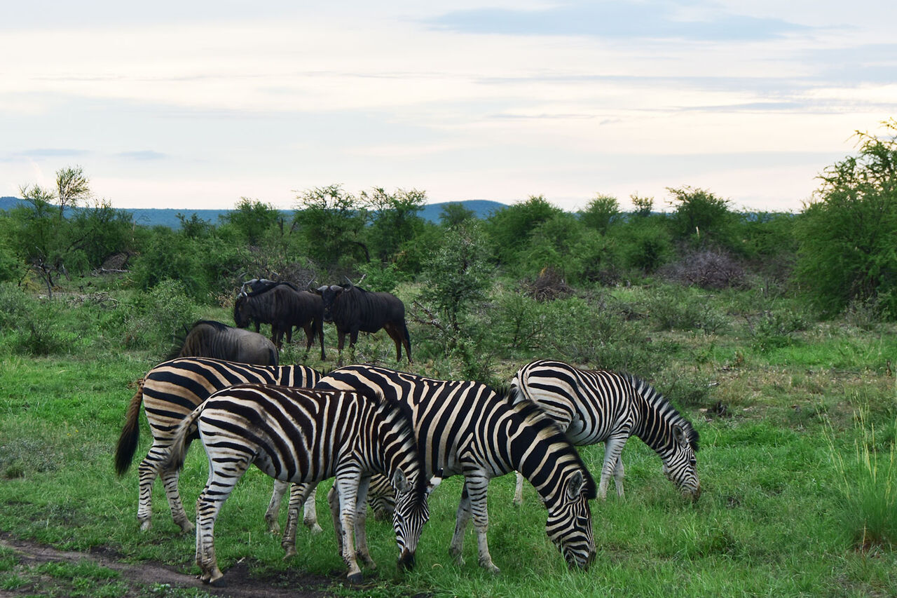 Photo Zebras and Gnus