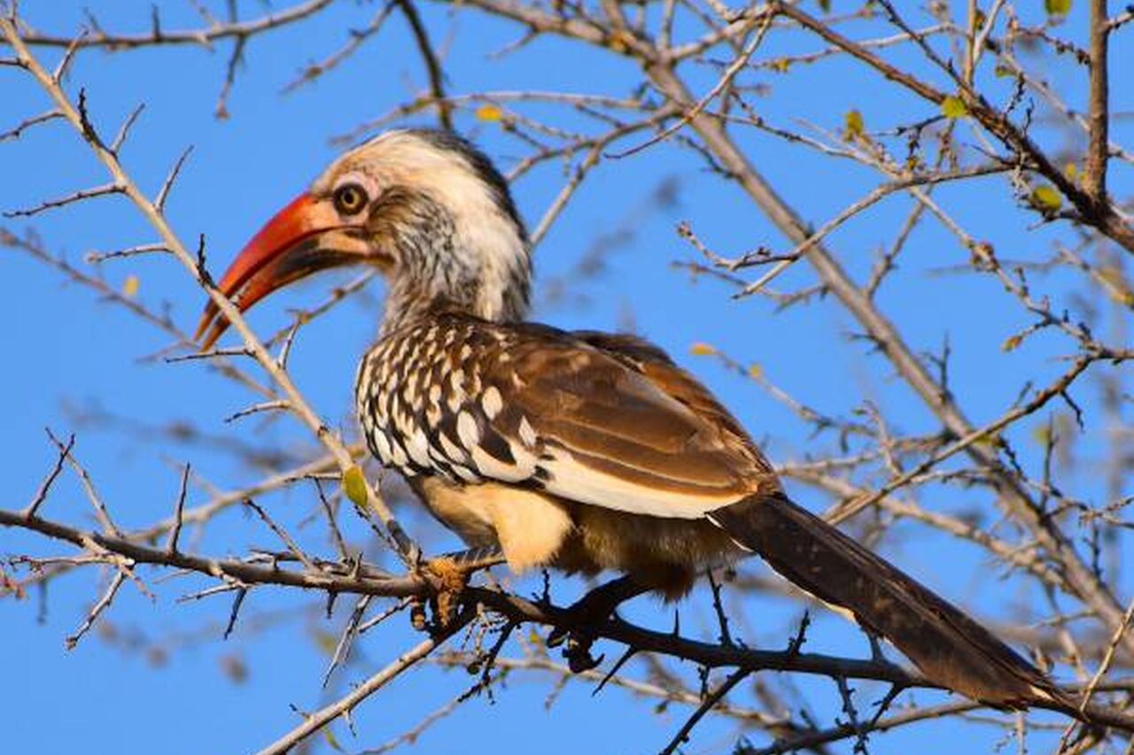 Red billed Hornbill1 599 600 70 s