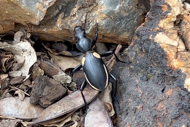 Rhulani Minute Safari - Two-spotted Ground Beetle