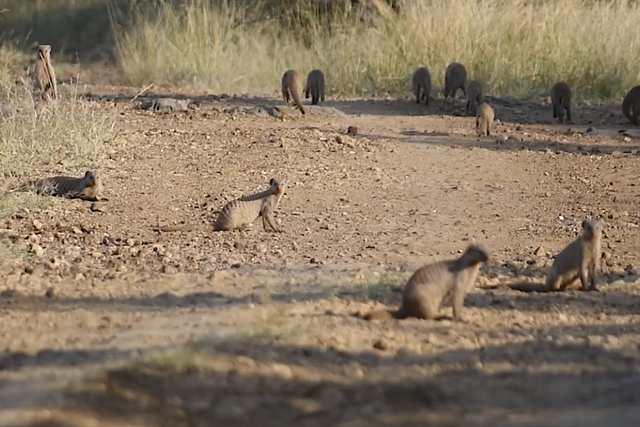 Rhulani Minute Safari - Banded Mongooses on the road