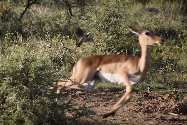 Rhulani Minute Safari - Impalas in the daily routine