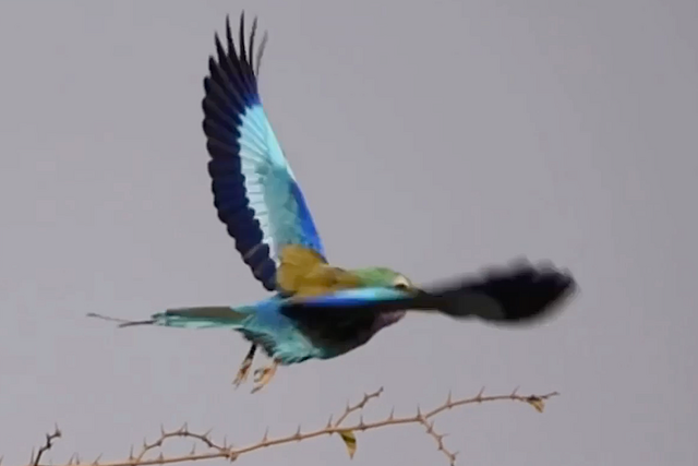 Rhulani Minute Safari - Lilac-breasted Roller departure