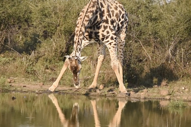 Rhulani Minute Safari - Giraffe finds a spot to drink