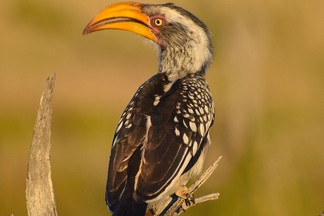Yellow billed Hornbill
