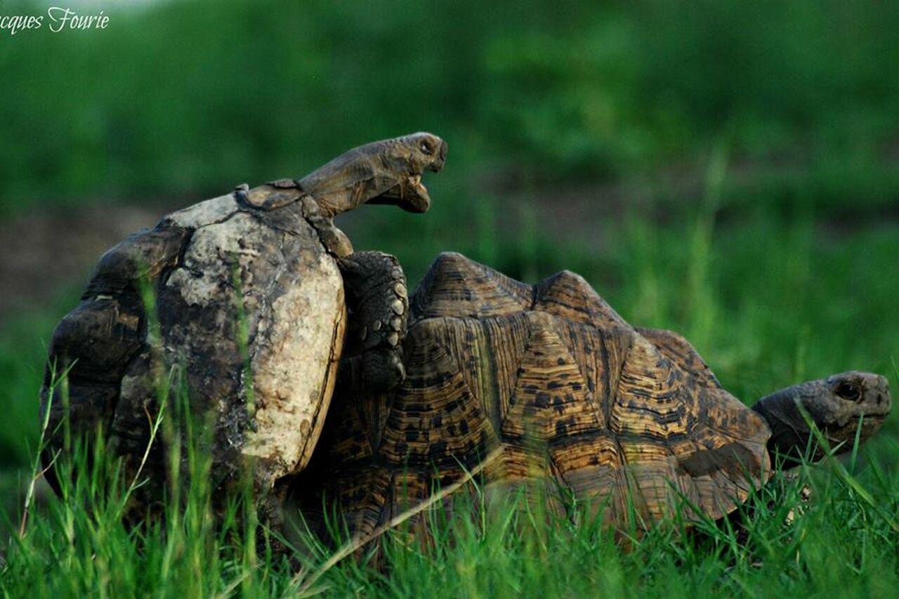 Leopard tortoise Jacques Africageo