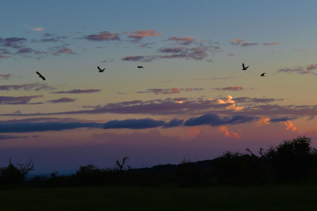 7 birds flying towards the sunset