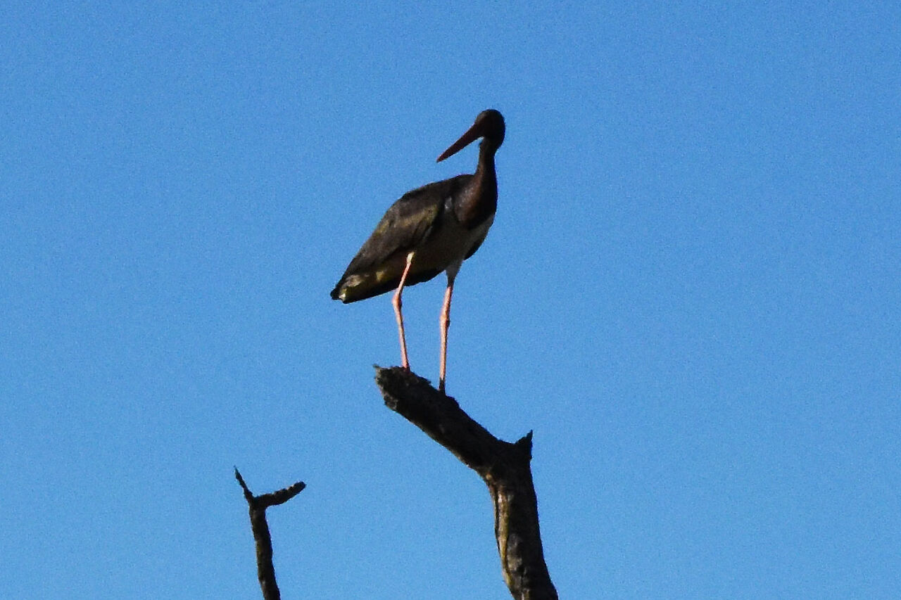 5 stork