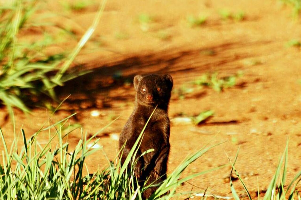 Dwarf mongoose Jacques Africageo