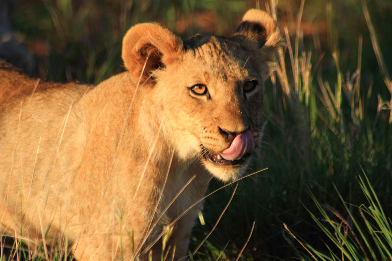 3 Little Male lion cub from jamala