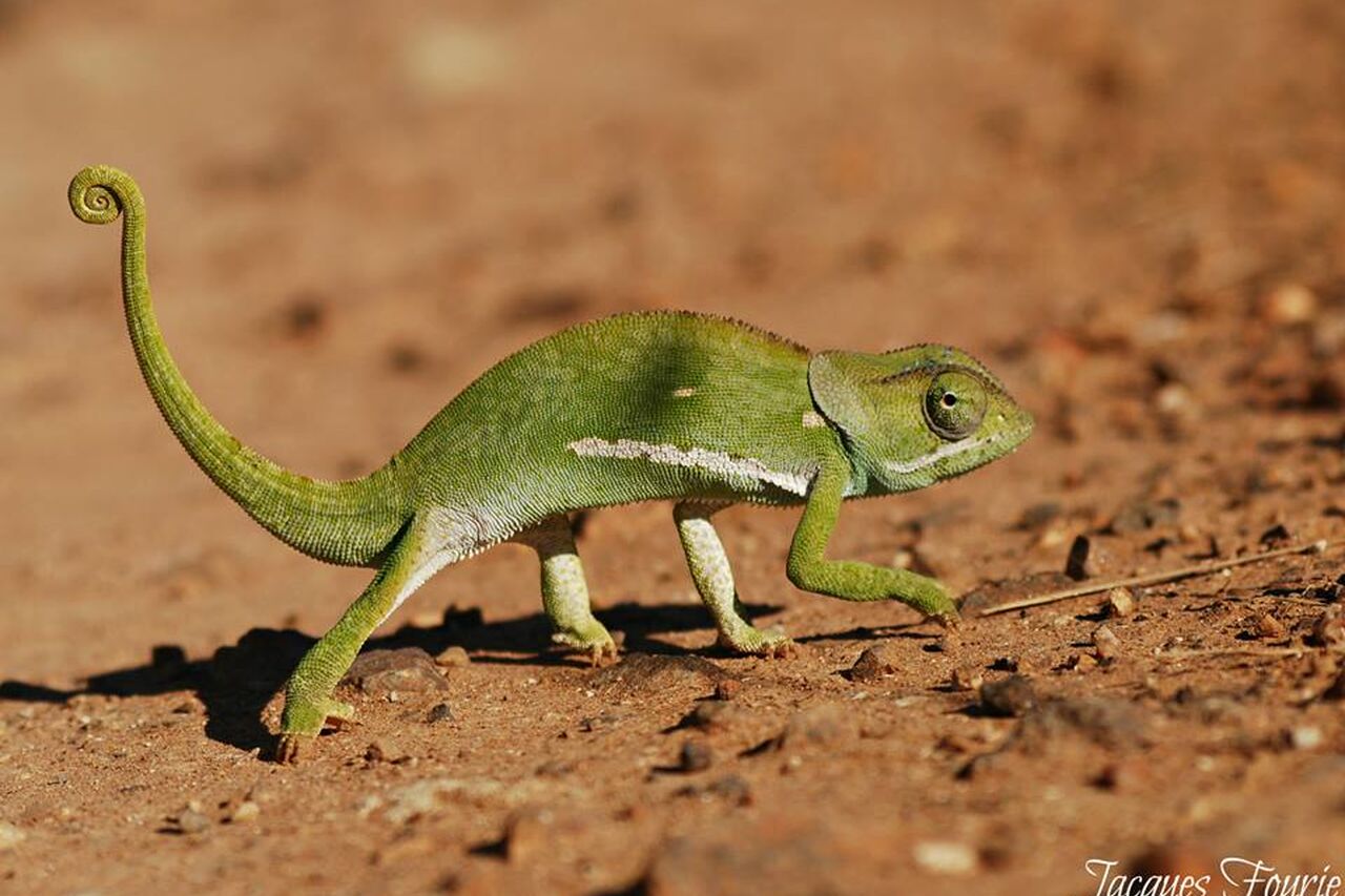 Chameleon Jacques Africageo