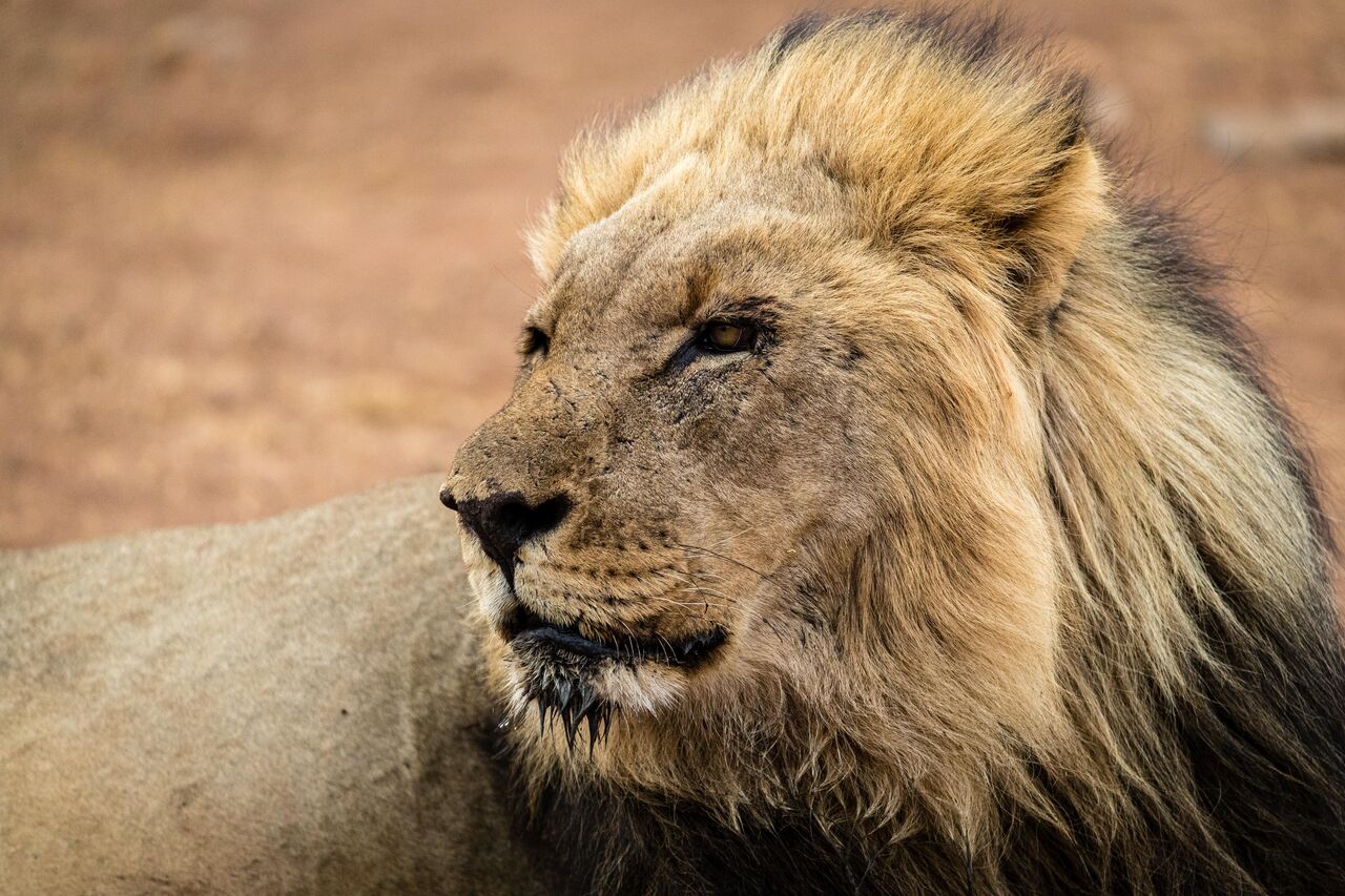 P Rhulani 2019 Ralf 010