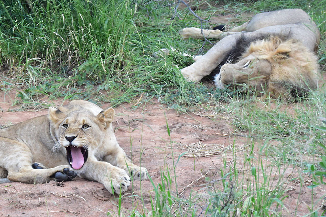4 Lion cub yawning