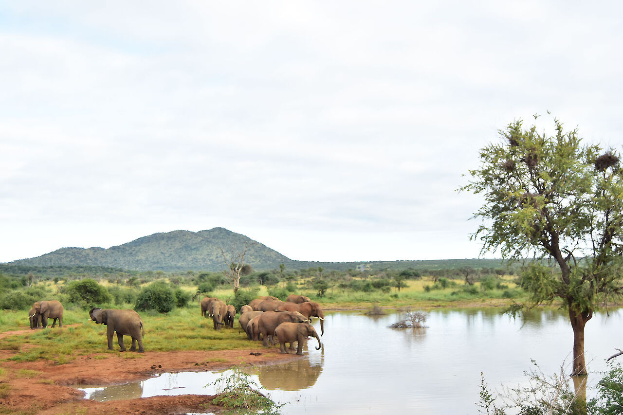 2 elephant herd at tau dam