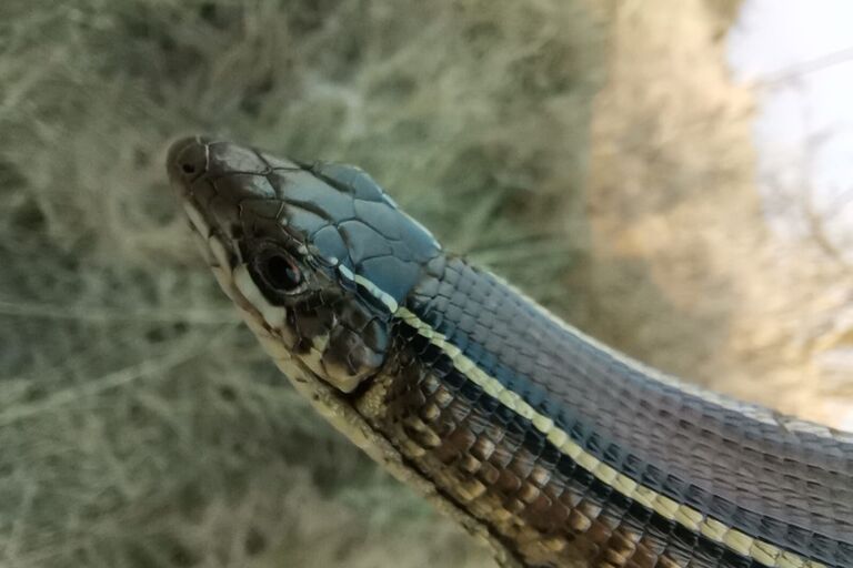 Rhulani Safari Lodge | A mysterious snake track