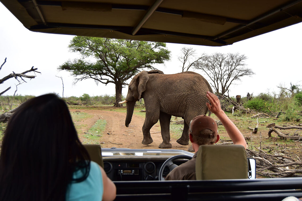 03 12 Safari Vehicle Elephant
