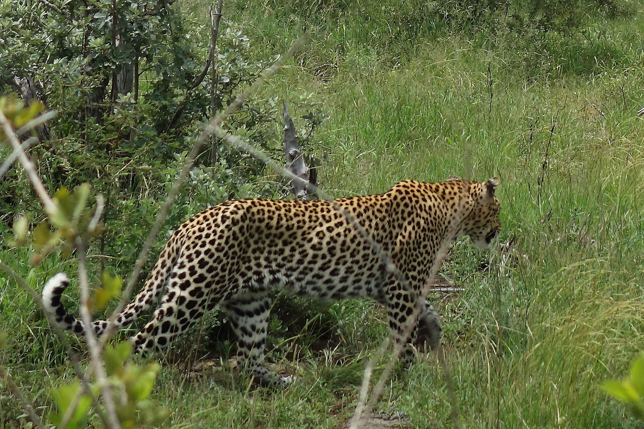 1 Tala Female Leopard in Madikwe