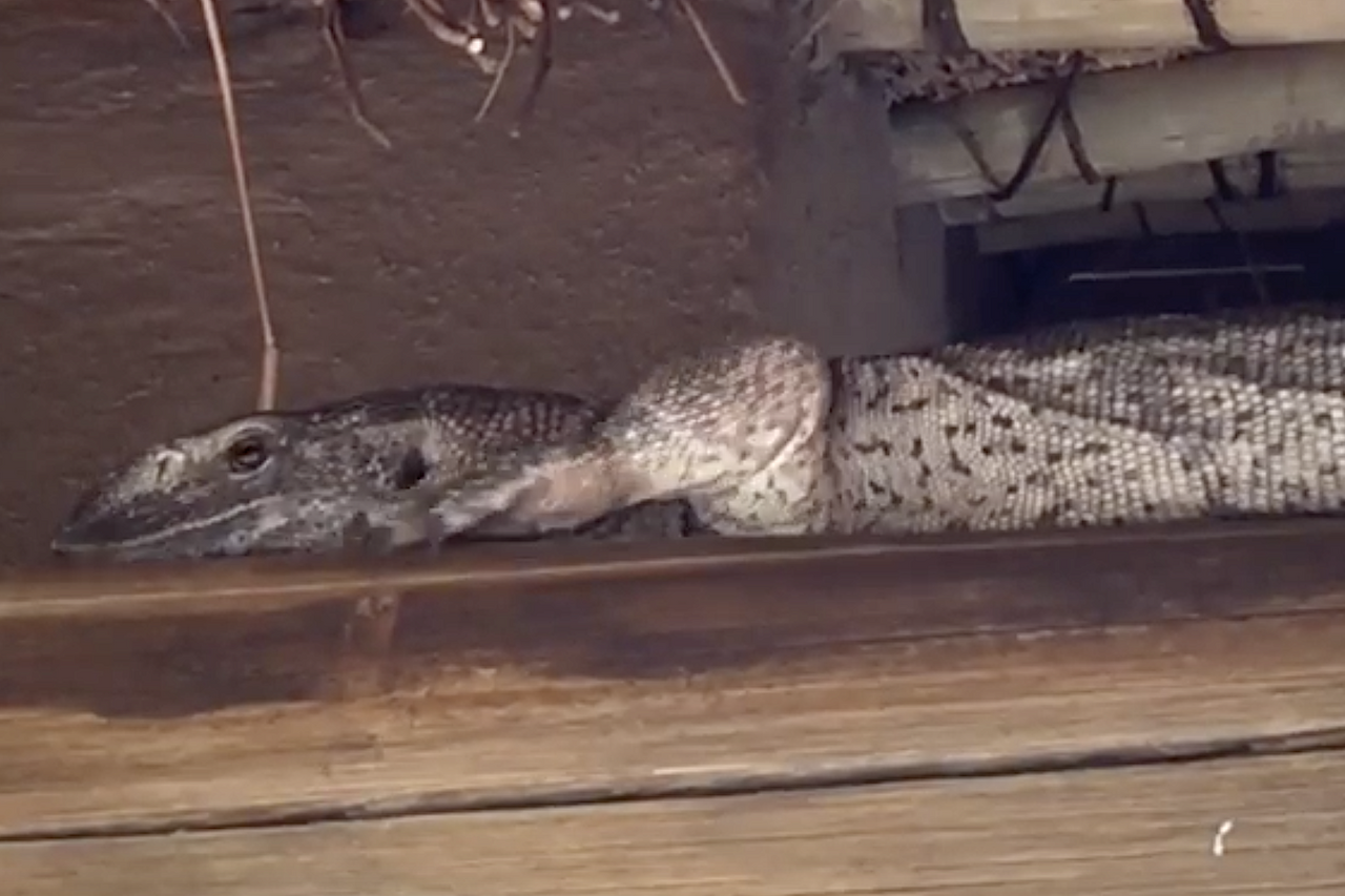 Screen Shot 2018 12 07 at 10 11 20 AM 1