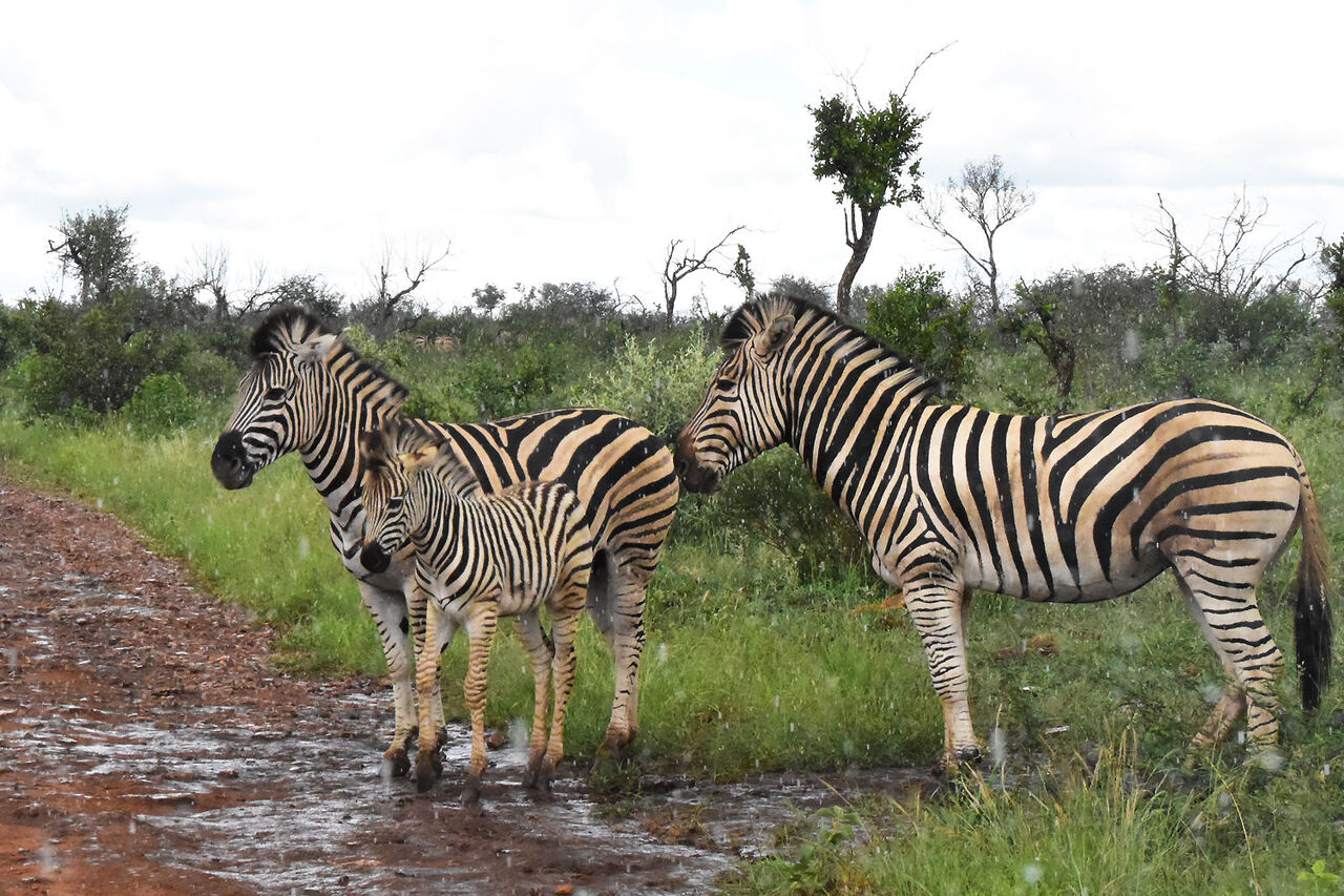 1 baby zebra in the rain