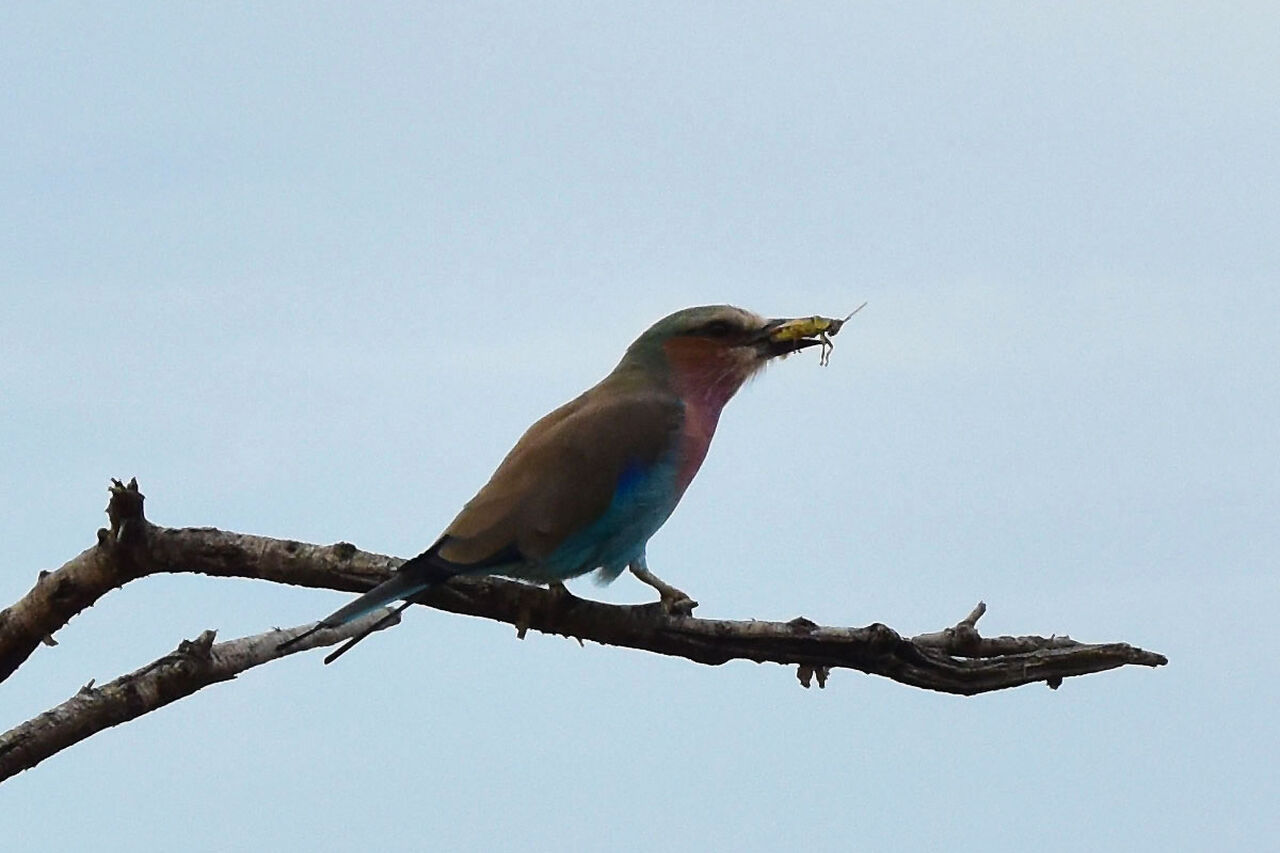 1 Lilac breasted roller eating