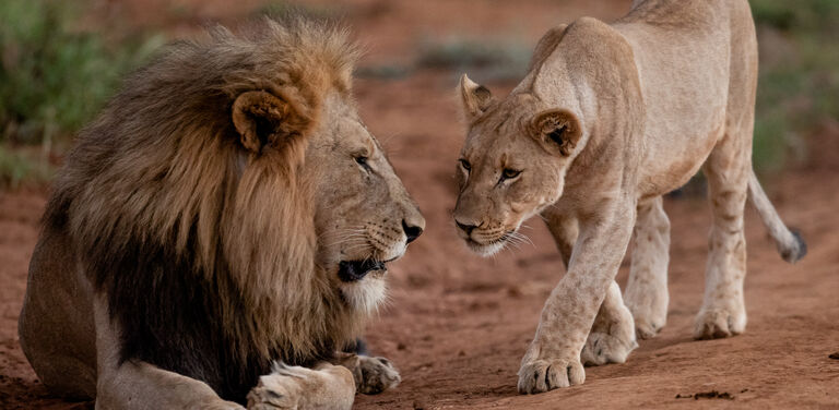 Operation phoenix002