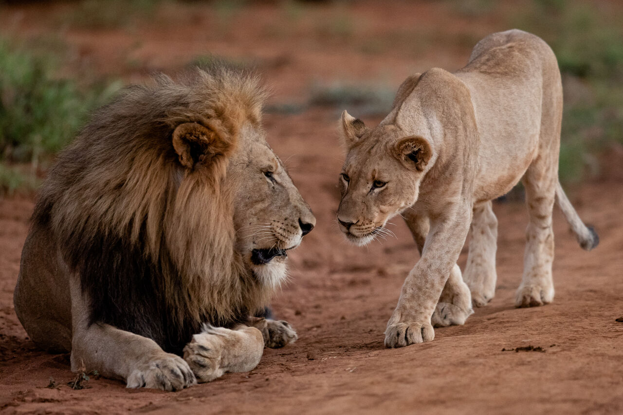 Operation phoenix002