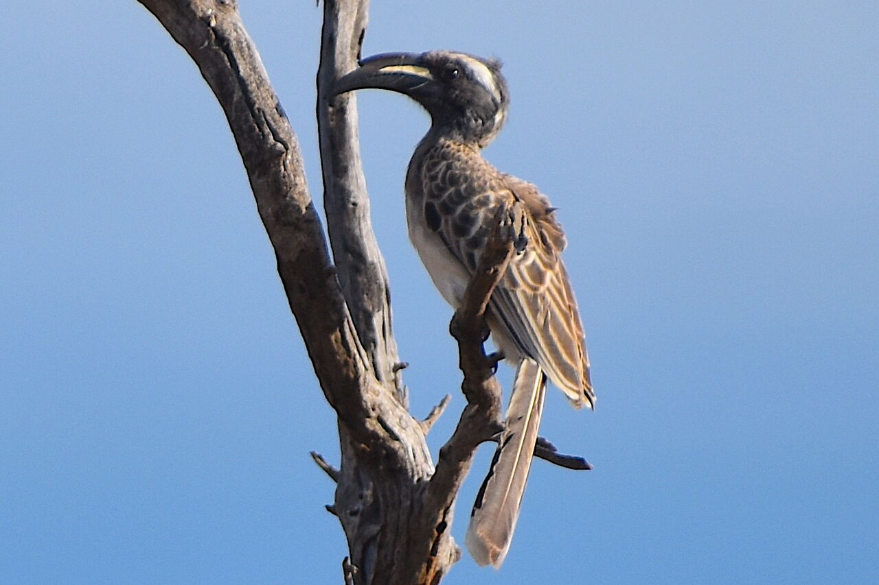 Grey Hornbill 1