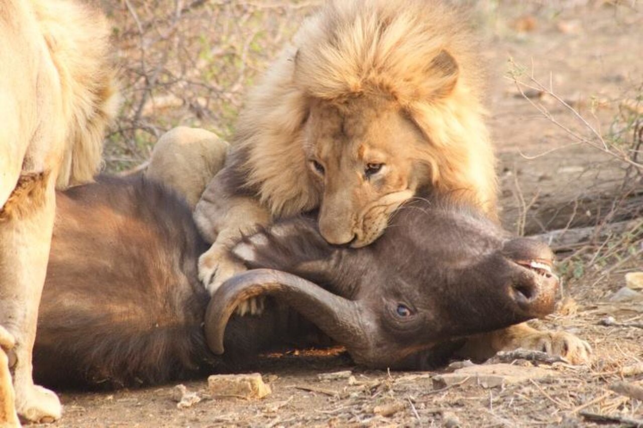 12119016 749155371896913 7347292326712861669 n