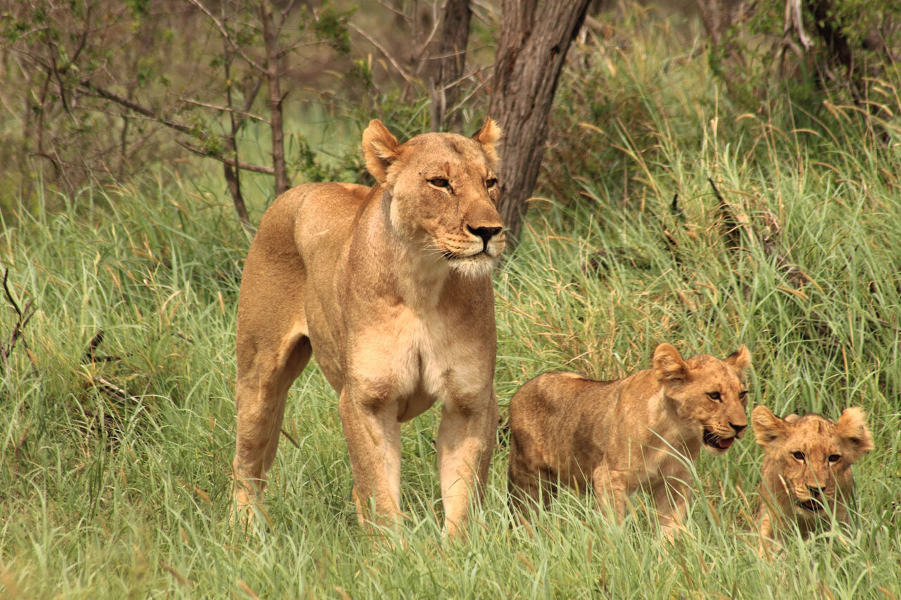1 Jamala Lioness with two young male cubs
