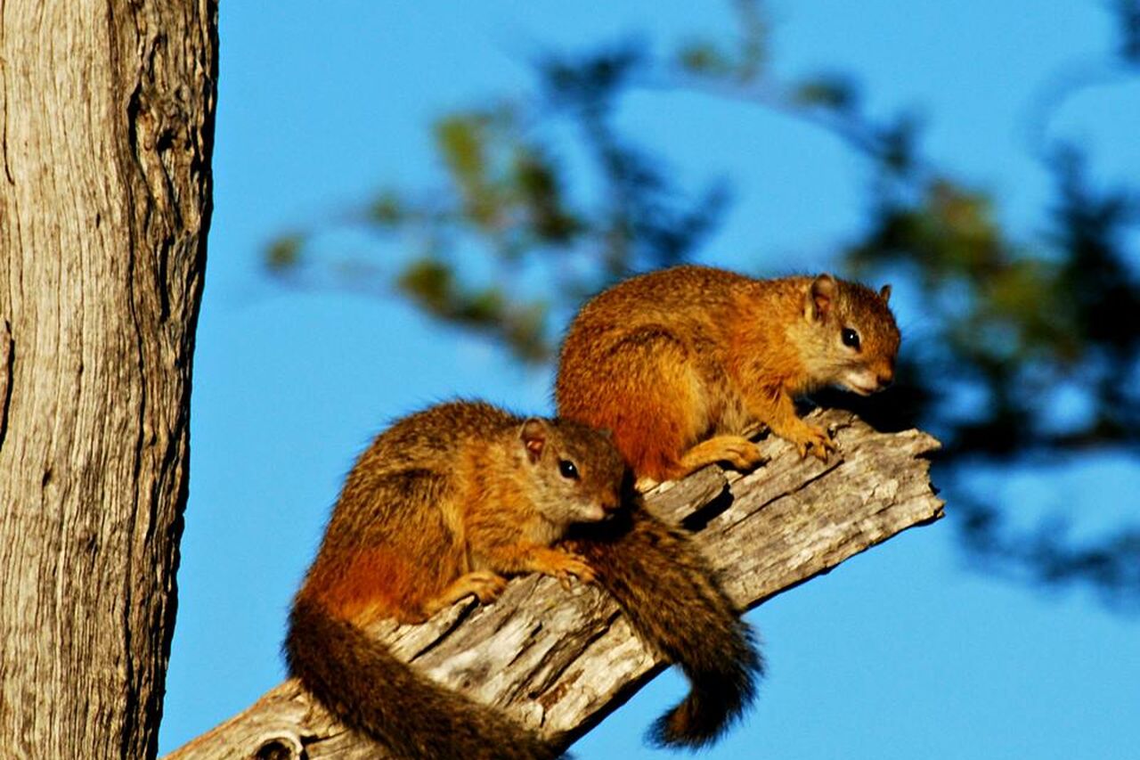 Squirrels Jacques Africageo