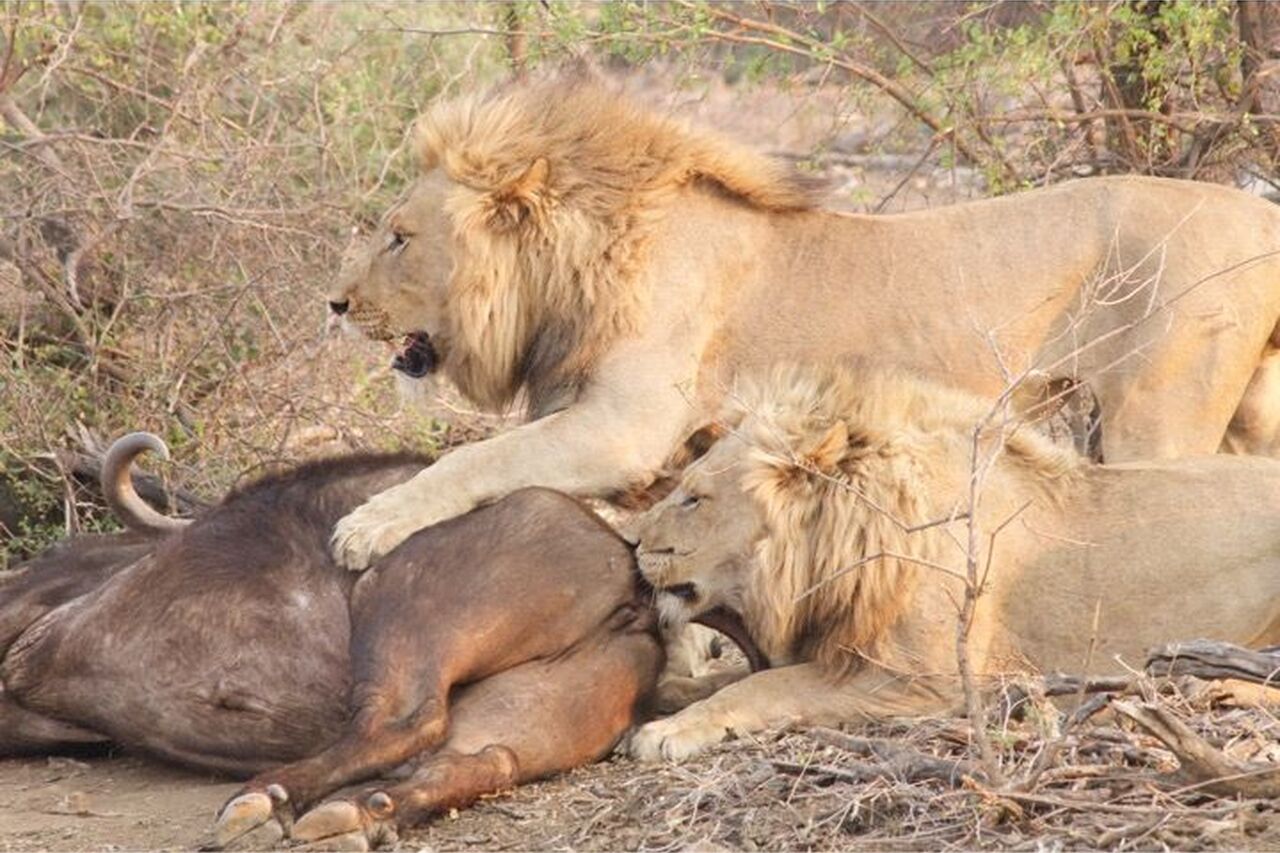 12096618 749155375230246 86026340115624689 n