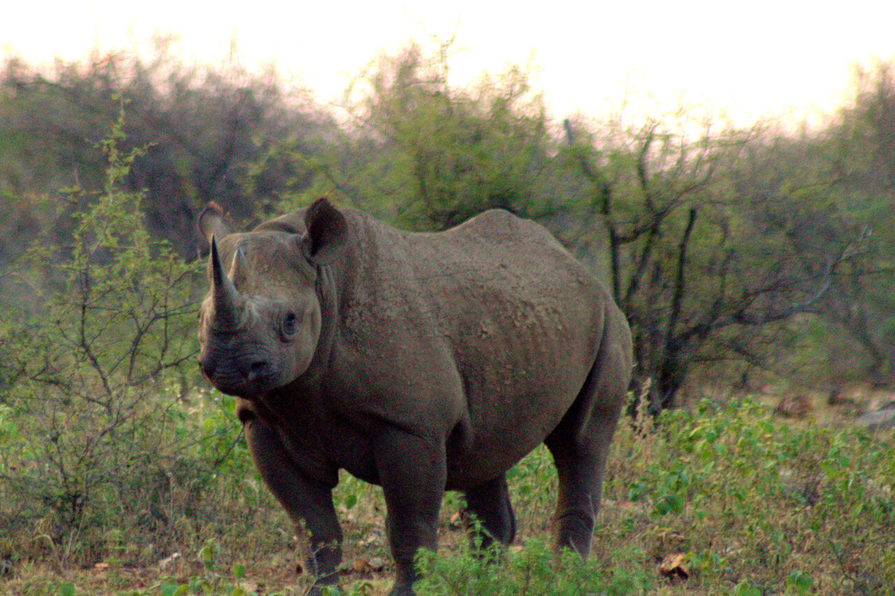 P Black Rhino