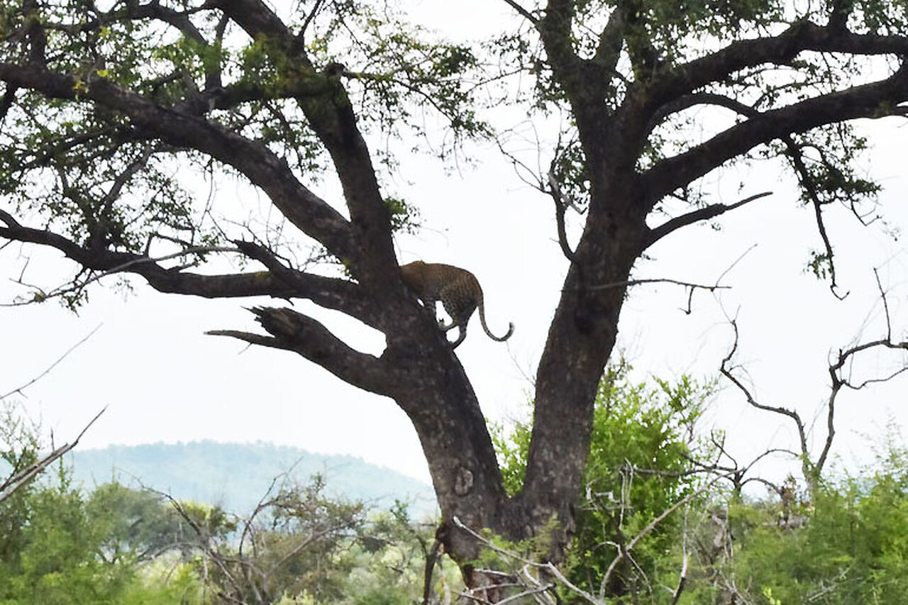 3 Leopard climbing on Marula Tree