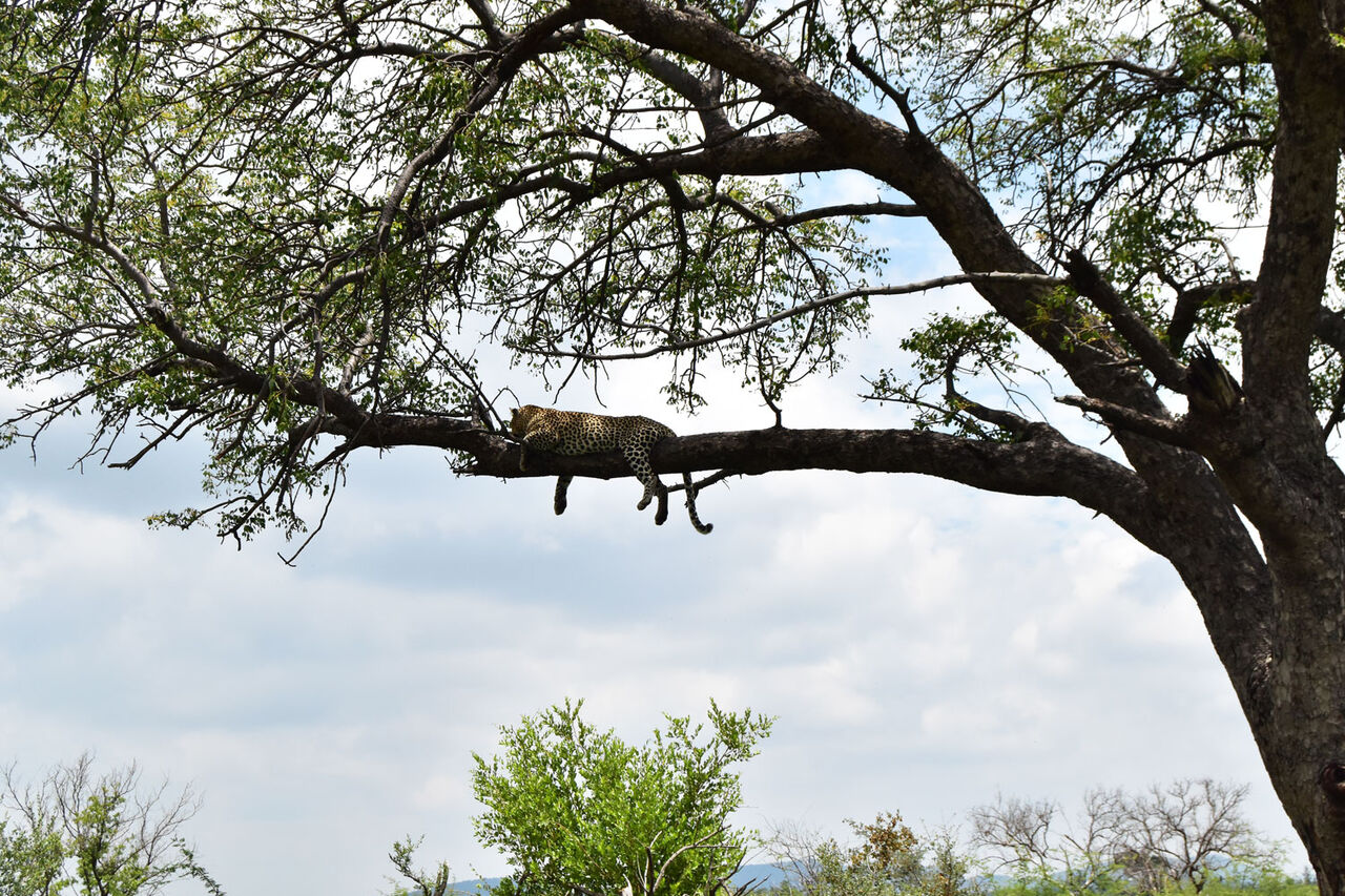 5 leopard on a tree