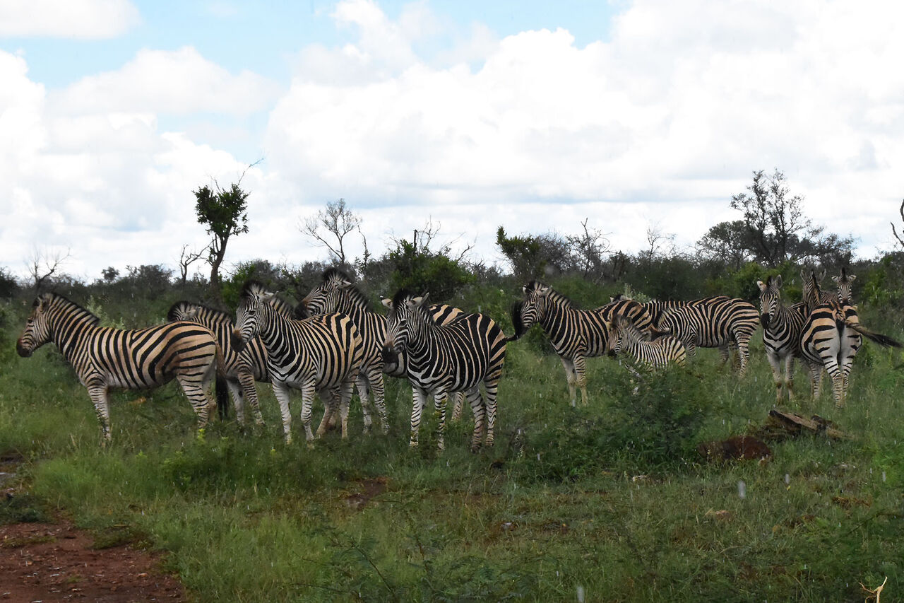 5 Zebra group with little baby