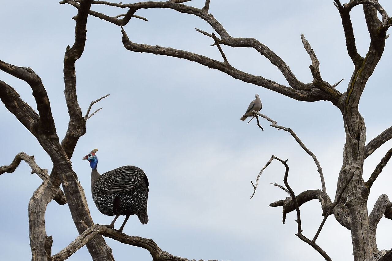 3 Guinea Fowl and Dove on a tree